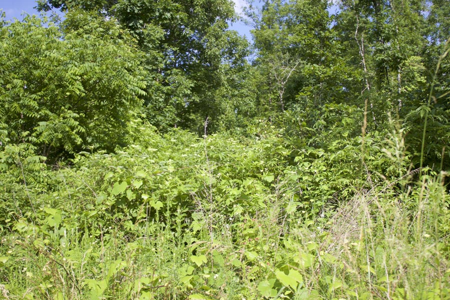 Tract 1 at Thunder Mountain Ranch in Shannon County, Missouri