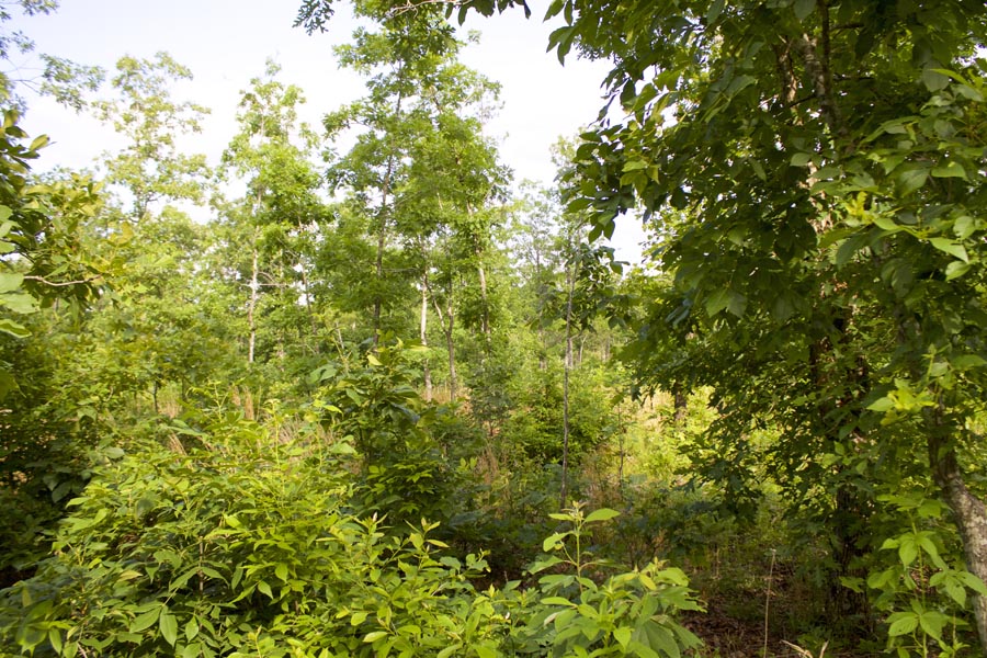 Tract 10 at Thunder Mountain Ranch in Shannon County, Missouri