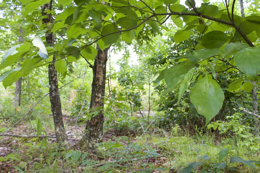 Tract 11 at Thunder Mountain Ranch in Shannon County, Missouri