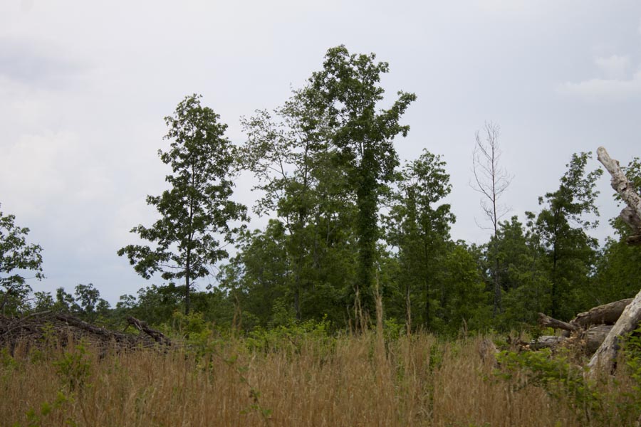 Tract 13 at Thunder Mountain Ranch in Shannon County, Missouri