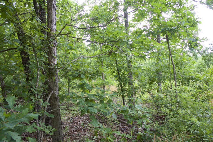 Tract 14 at Thunder Mountain Ranch in Shannon County, Missouri