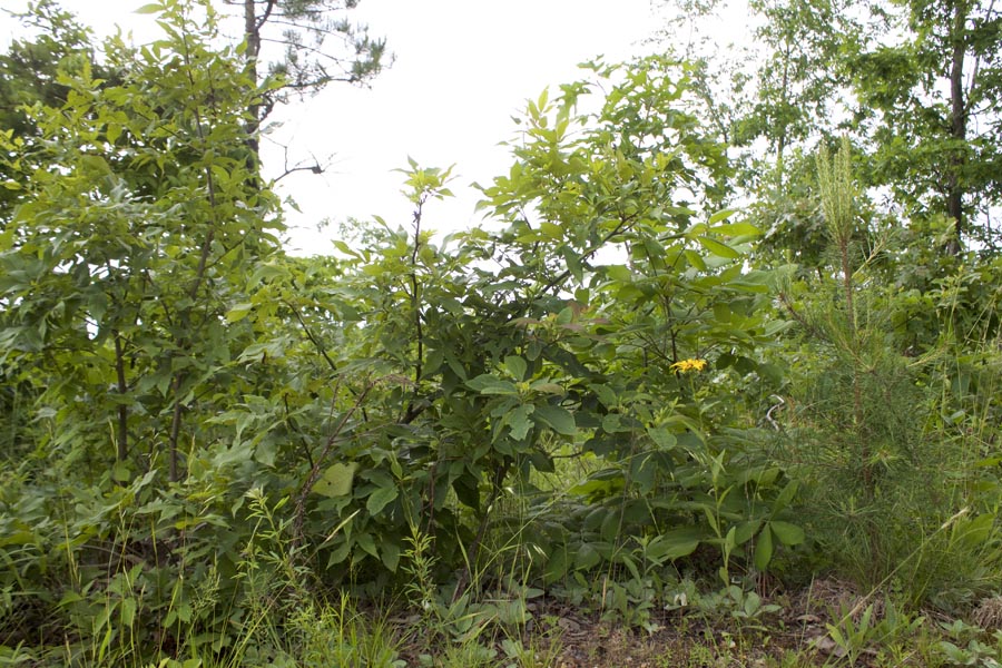 Tract 15 at Thunder Mountain Ranch in Shannon County, Missouri