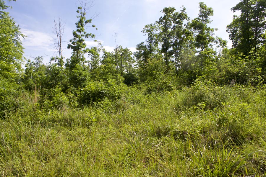 Tract 17 at Thunder Mountain Ranch in Shannon County, Missouri