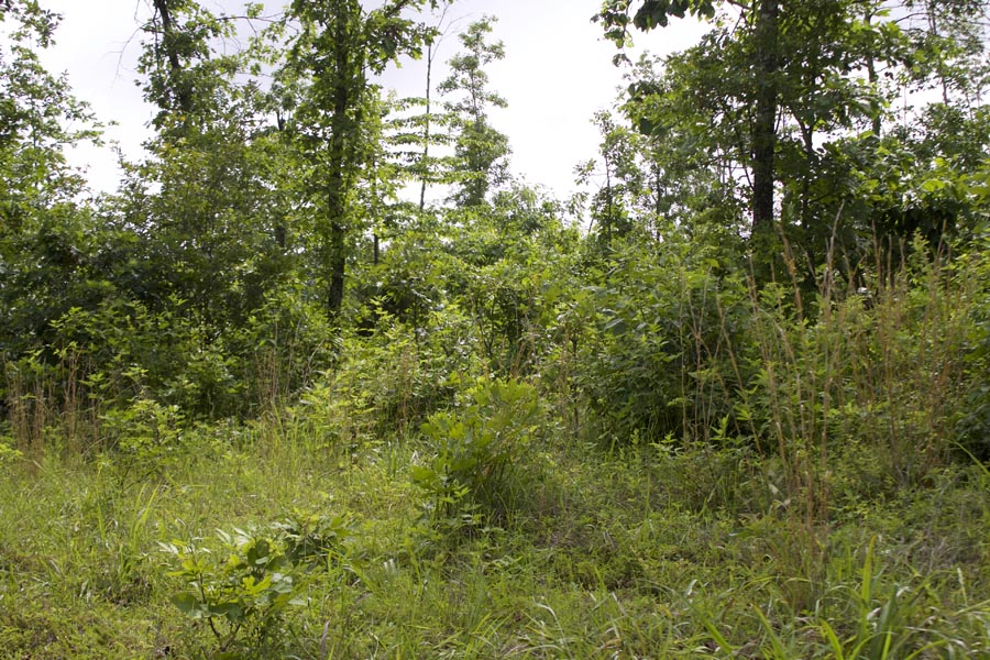 Tract 19 at Thunder Mountain Ranch in Shannon County, Missouri