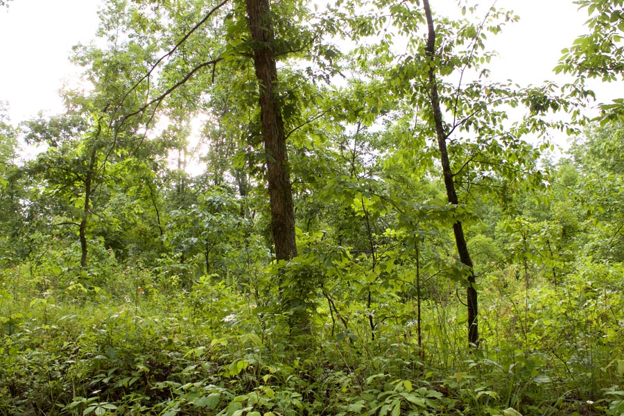 Tract 2 at Thunder Mountain Ranch in Shannon County, Missouri