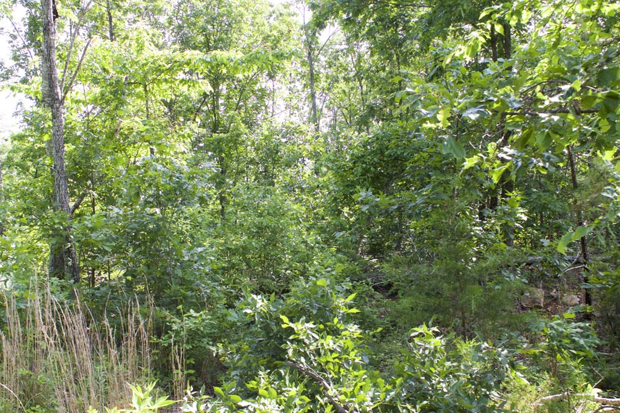Tract 21 at Thunder Mountain Ranch in Shannon County, Missouri
