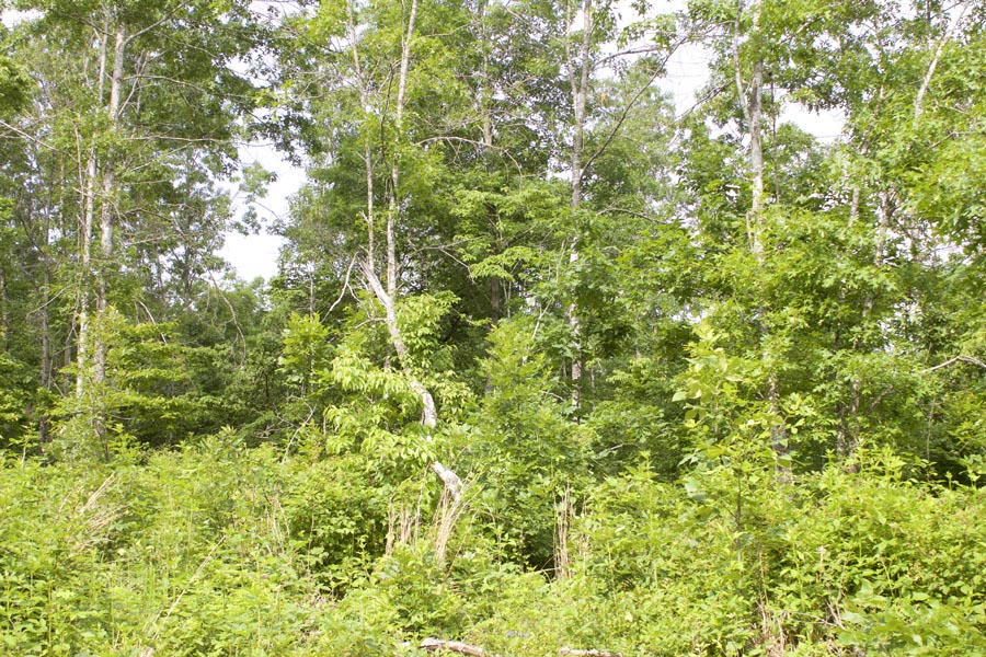 Tract 22 at Thunder Mountain Ranch in Shannon County, Missouri