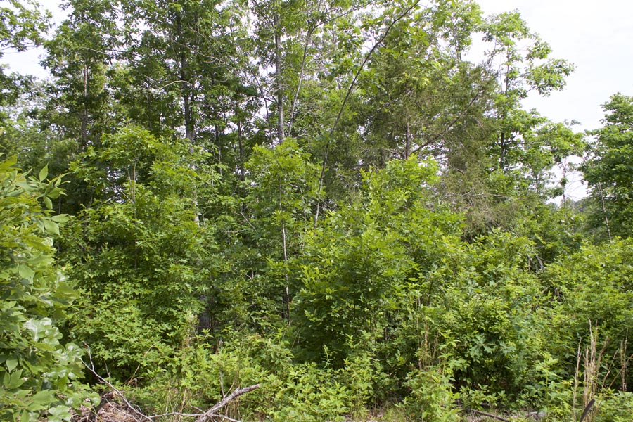 Tract 23 at Thunder Mountain Ranch in Shannon County, Missouri