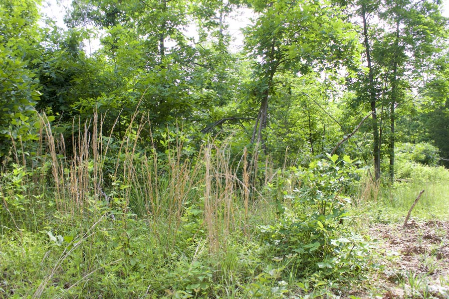 Tract 24 at Thunder Mountain Ranch in Shannon County, Missouri