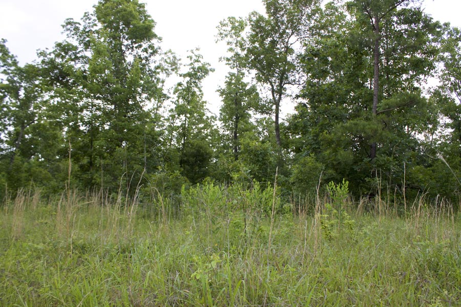 Tract 25 at Thunder Mountain Ranch in Shannon County, Missouri