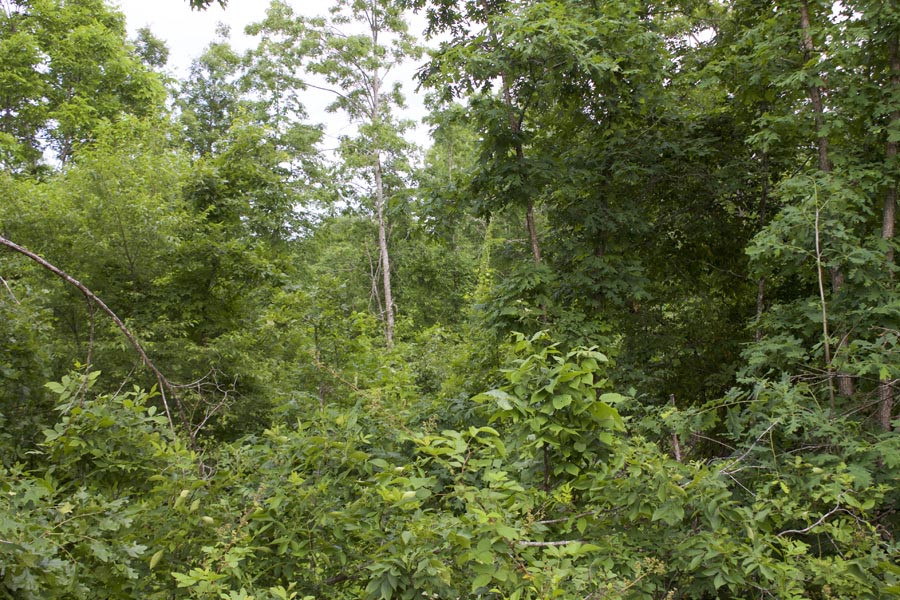 Tract 27 at Thunder Mountain Ranch in Shannon County, Missouri