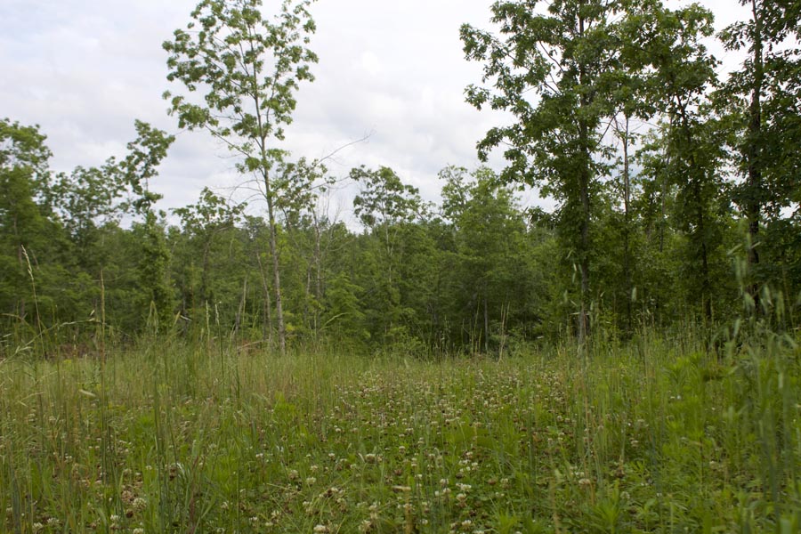 Tract 28 at Thunder Mountain Ranch in Shannon County, Missouri