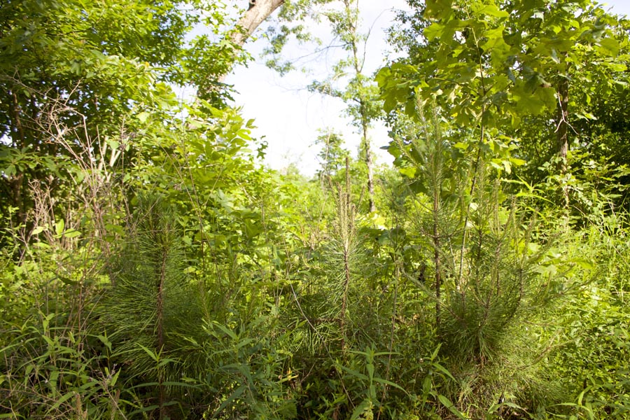 Tract 3 at Thunder Mountain Ranch in Shannon County, Missouri