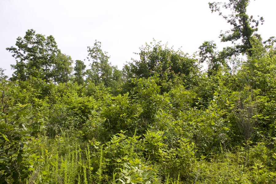 Tract 30 at Thunder Mountain Ranch in Shannon County, Missouri