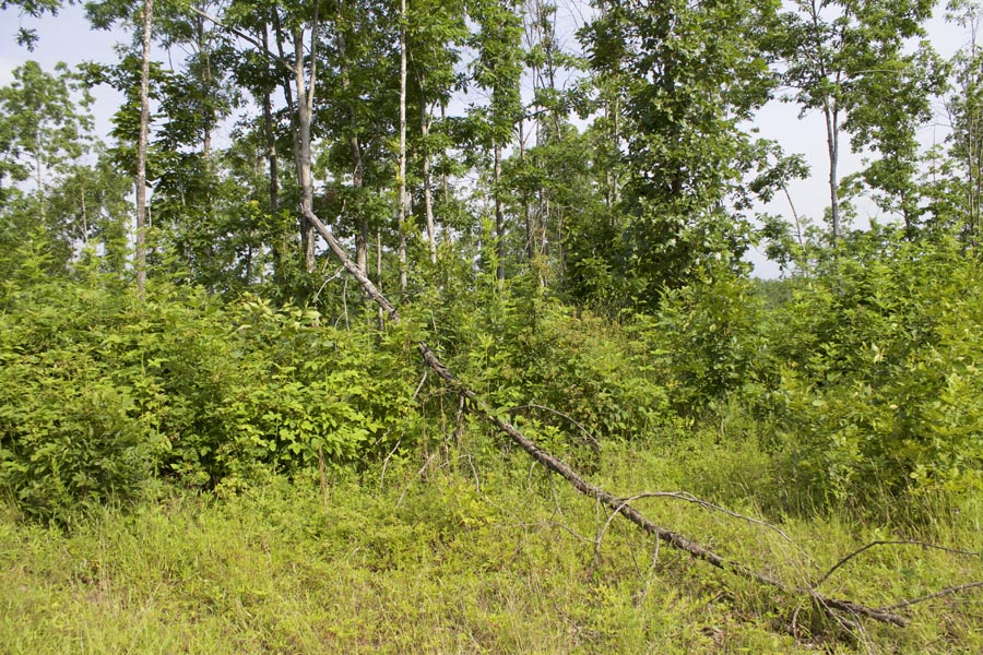 Tract 31 at Thunder Mountain Ranch in Shannon County, Missouri