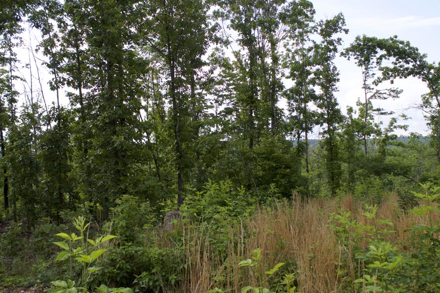 Tract 35 at Thunder Mountain Ranch in Shannon County, Missouri