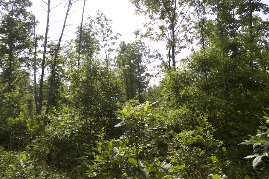Tract 37 at Thunder Mountain Ranch in Shannon County, Missouri