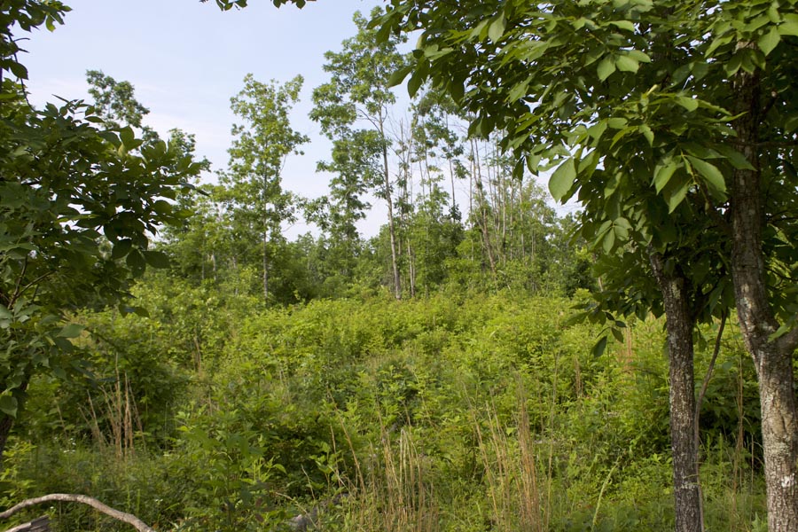 Tract 38 at Thunder Mountain Ranch in Shannon County, Missouri