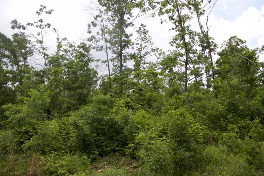 Tract 41 at Thunder Mountain Ranch in Shannon County, Missouri