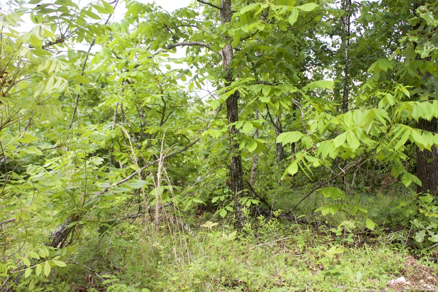 Tract 42 at Thunder Mountain Ranch in Shannon County, Missouri