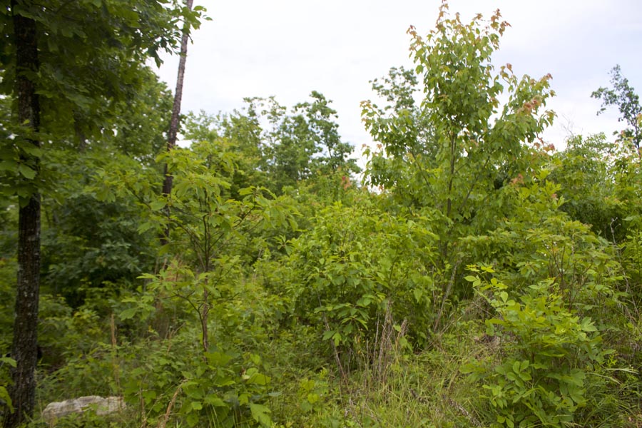 Tract 43 at Thunder Mountain Ranch in Shannon County, Missouri
