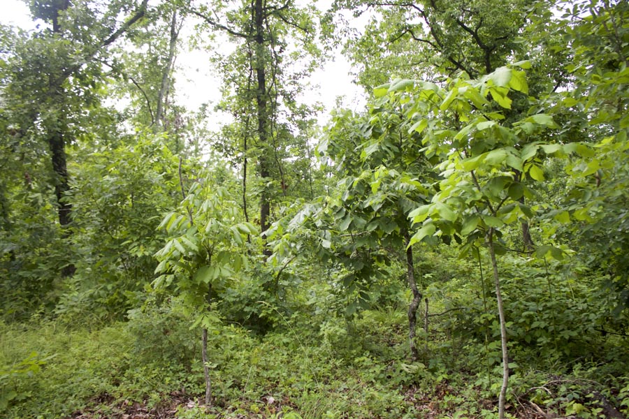Tract 44 at Thunder Mountain Ranch in Shannon County, Missouri