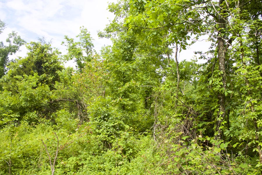 Tract 45 at Thunder Mountain Ranch in Shannon County, Missouri
