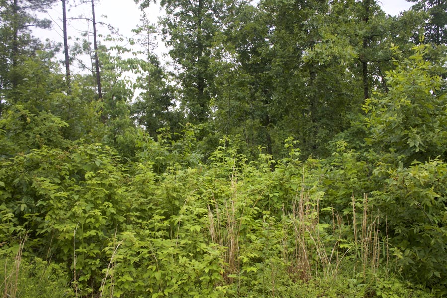 Tract 49 at Thunder Mountain Ranch in Shannon County, Missouri