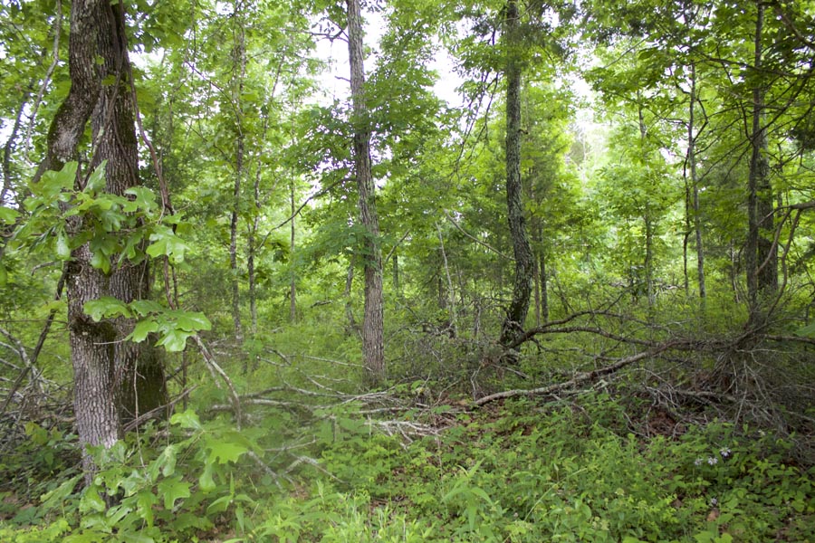 Tract 50 at Thunder Mountain Ranch in Shannon County, Missouri