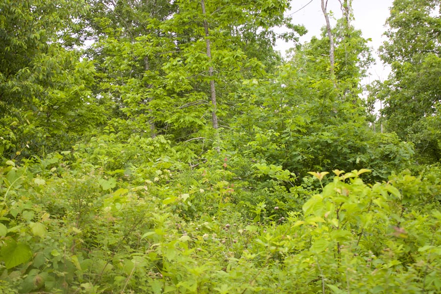 Tract 51 at Thunder Mountain Ranch in Shannon County, Missouri