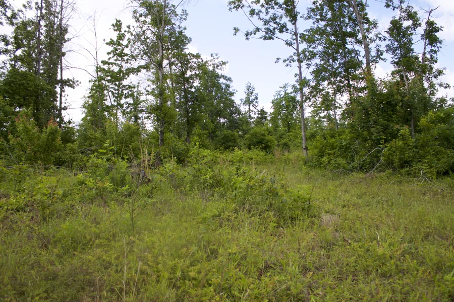 Tract 52 at Thunder Mountain Ranch in Shannon County, Missouri