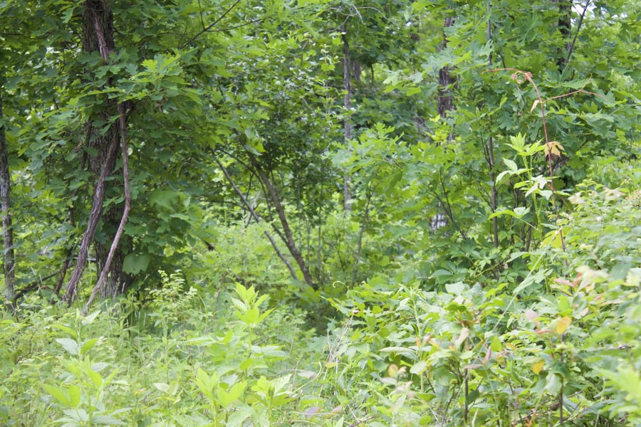 Tract 53 at Thunder Mountain Ranch in Shannon County, Missouri