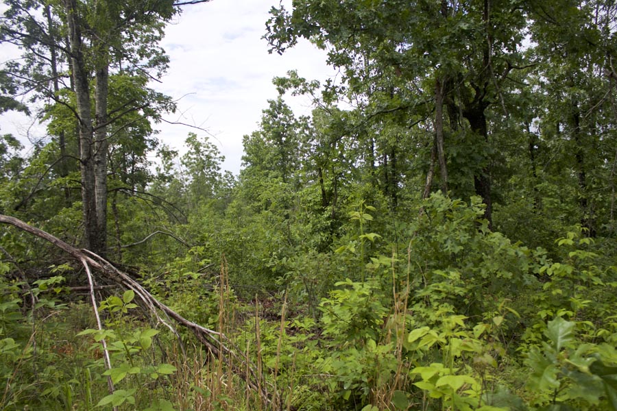 Tract 54 at Thunder Mountain Ranch in Shannon County, Missouri