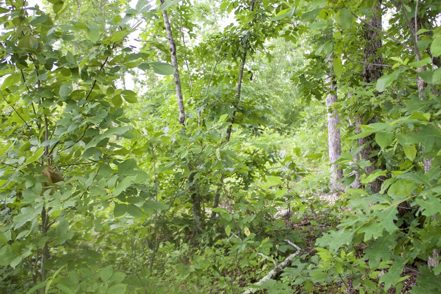 Tract 56 at Thunder Mountain Ranch in Shannon County, Missouri