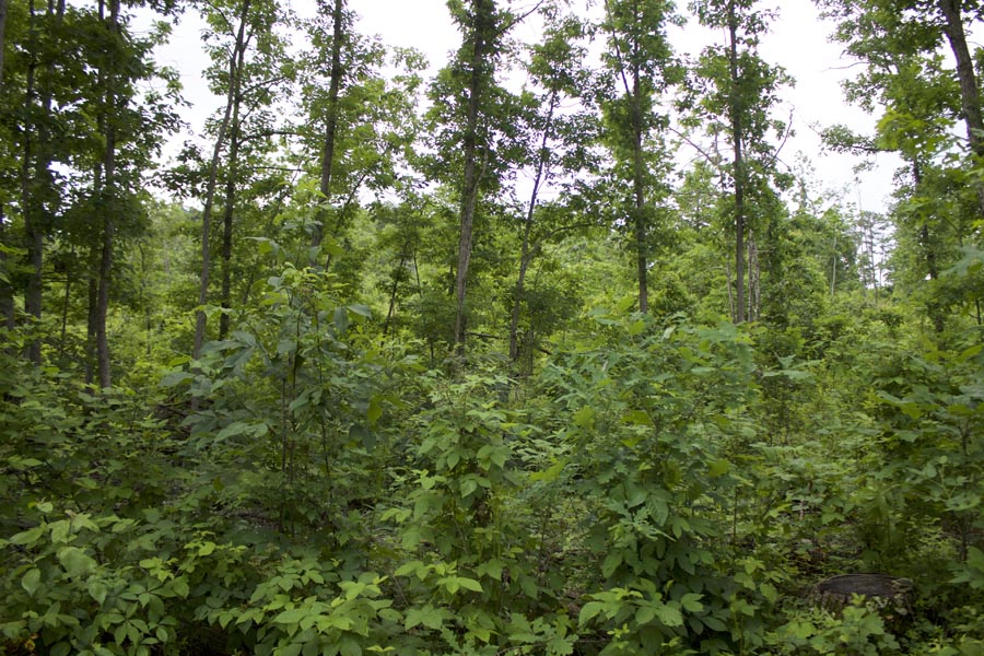 Tract 57 at Thunder Mountain Ranch in Shannon County, Missouri