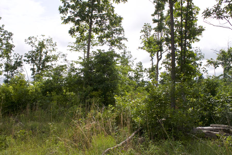 Tract 58 at Thunder Mountain Ranch in Shannon County, Missouri