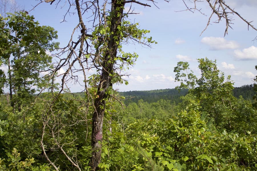 Tract 6 at Thunder Mountain Ranch in Shannon County, Missouri