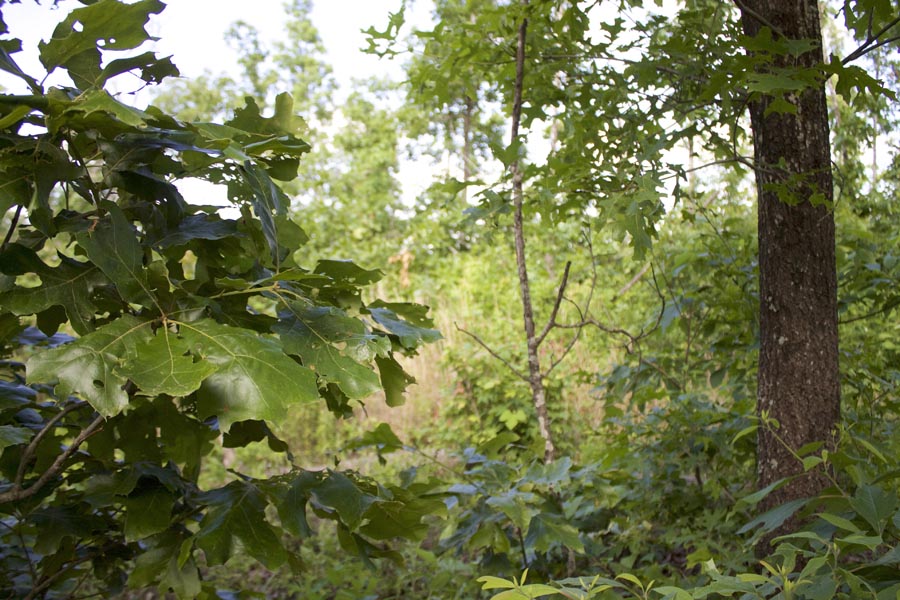 Tract 7 at Thunder Mountain Ranch in Shannon County, Missouri