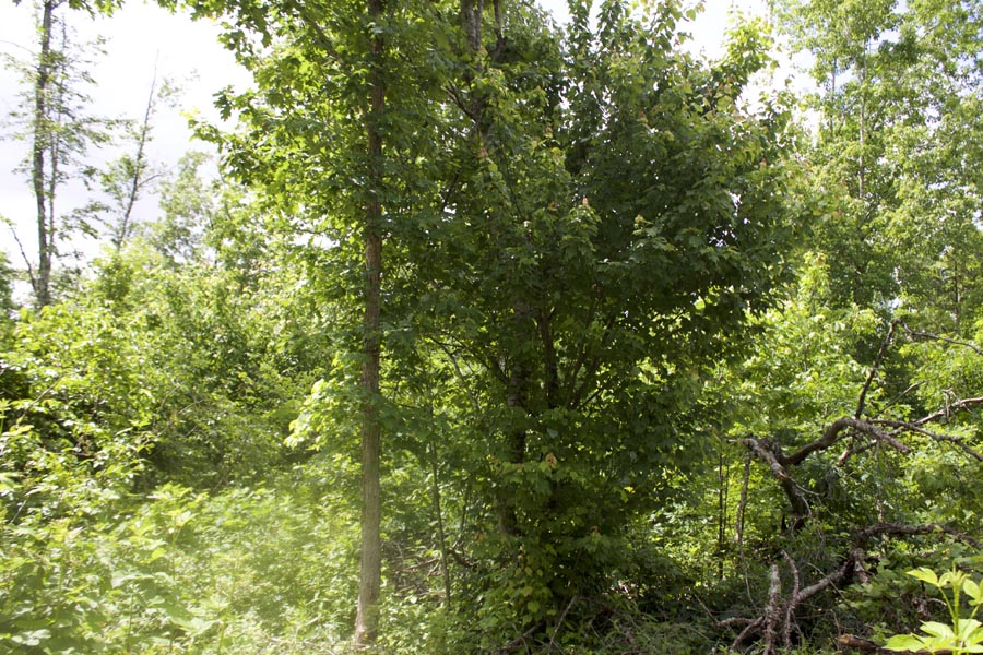 Tract 8 at Thunder Mountain Ranch in Shannon County, Missouri