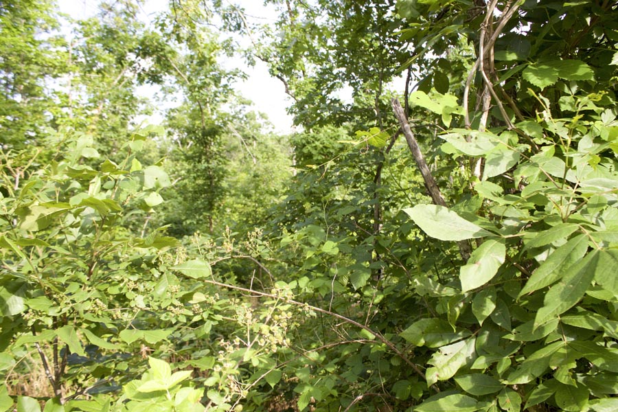 Tract 9 at Thunder Mountain Ranch in Shannon County, Missouri